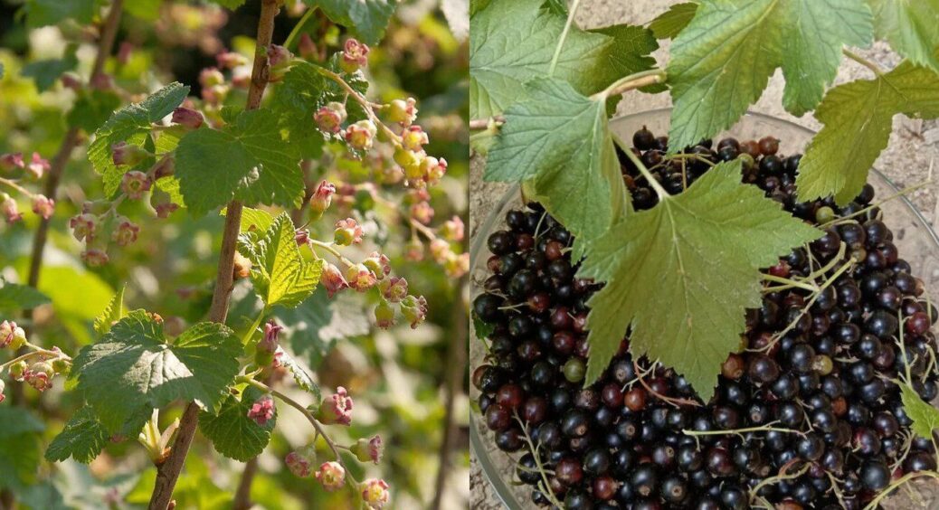 1 столова ложка + 3 краплі на відро води – і ллю по 1 стакану під кожен кущ смородини: врожайність 10 з 10 