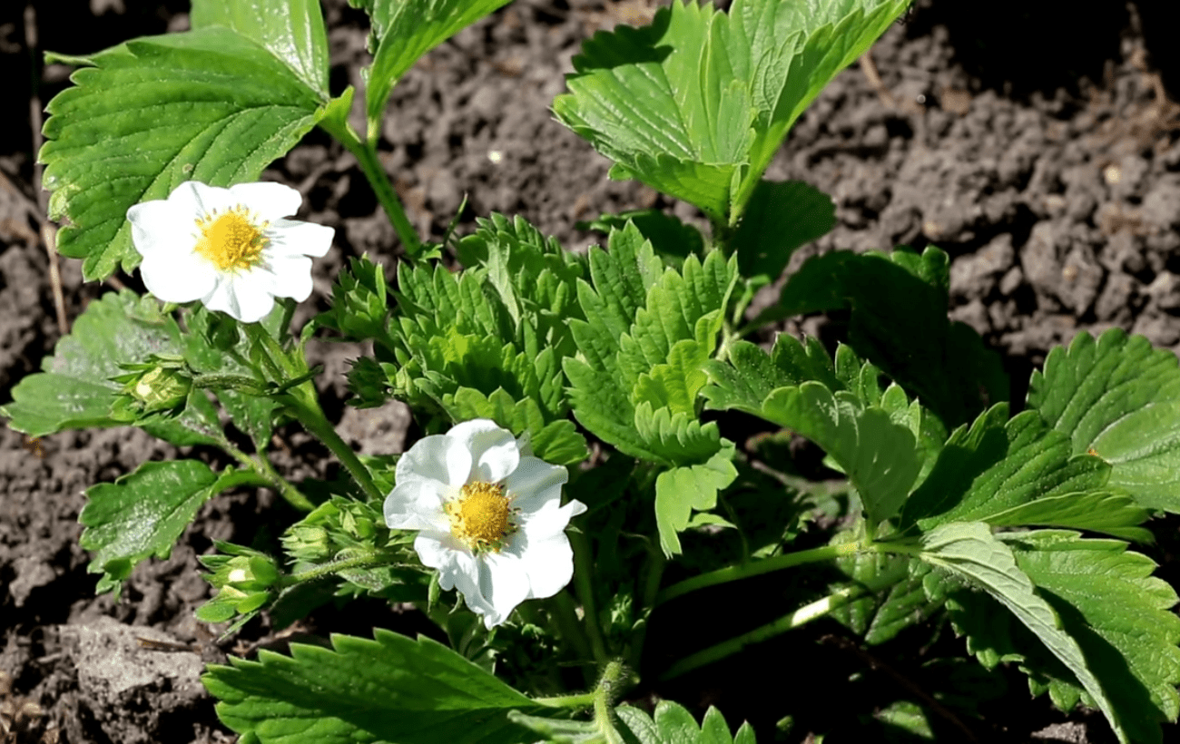 Садівники порадили, які рослини посадити на місце полуниці