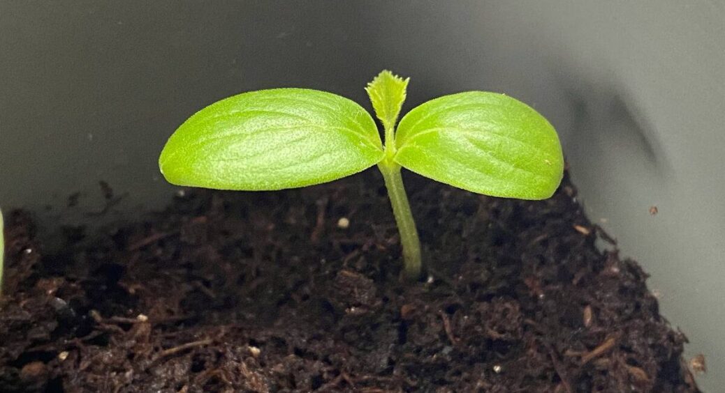 Вирощую огірки вдома у 5-літрових горщиках: ці 7 гібридів плодоносять 2 місяці – сусіди просять “рецепт” 