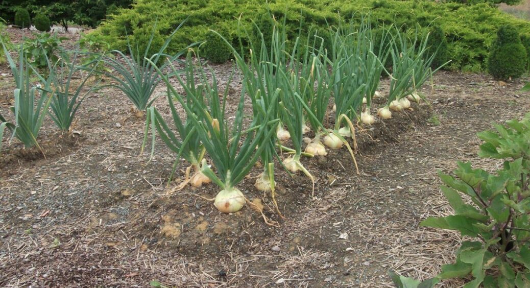 Після 70 кг цибулі – ще один урожай: як дачники садять картоплю в серпні й копають до морозів 