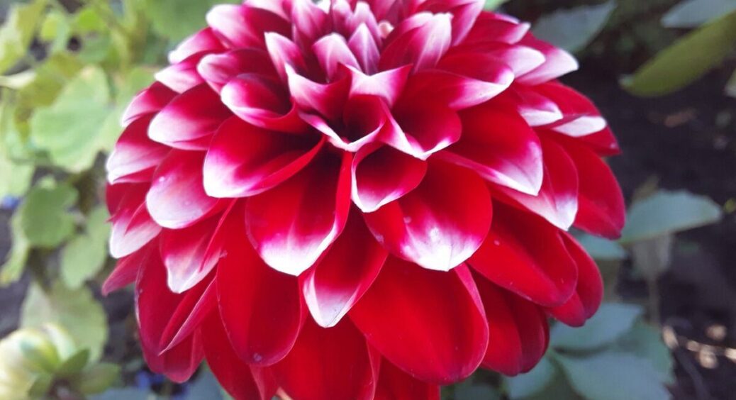 Ці квіти треба викопати до кінця жовтня – інакше весною не зійдуть: список із 6 найважливіших 