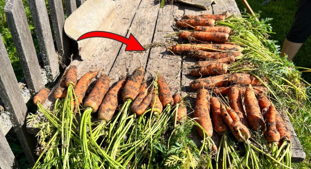 “Косу” підстригаю ще на вулиці: обрізка зеленого бадилля у моркви – секрет смаку плодів і їхнього зберігання 