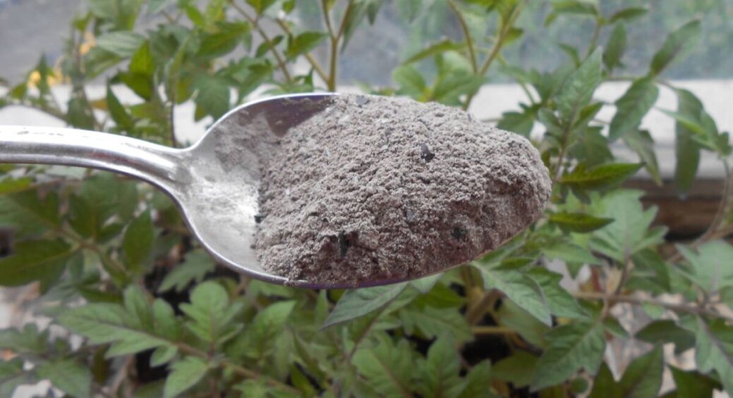 Зола корисна огіркам, перцям і томатам, але не сиплю її просто так: спершу гашу оцтом, а потім розвожу водою 