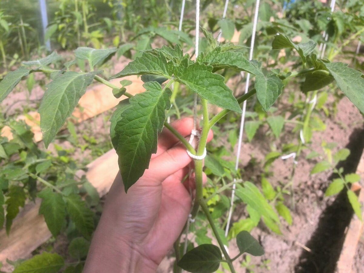 Експерти розповіли, як побороти зелені "плечики" на томатах