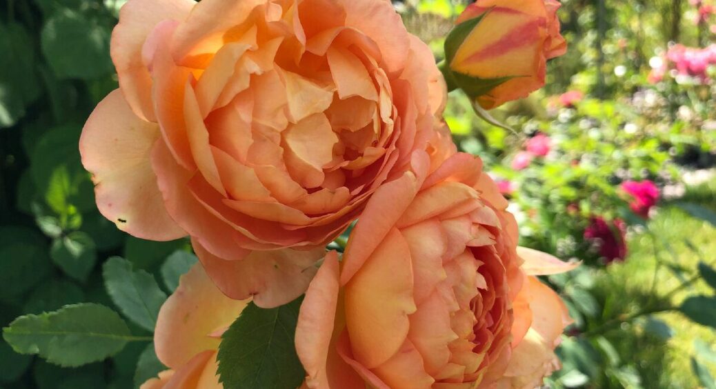 Влітку трояндам – в жодному разі: 1 маніпуляція позбавить кущ сили – квітникарі репетують всі як один 