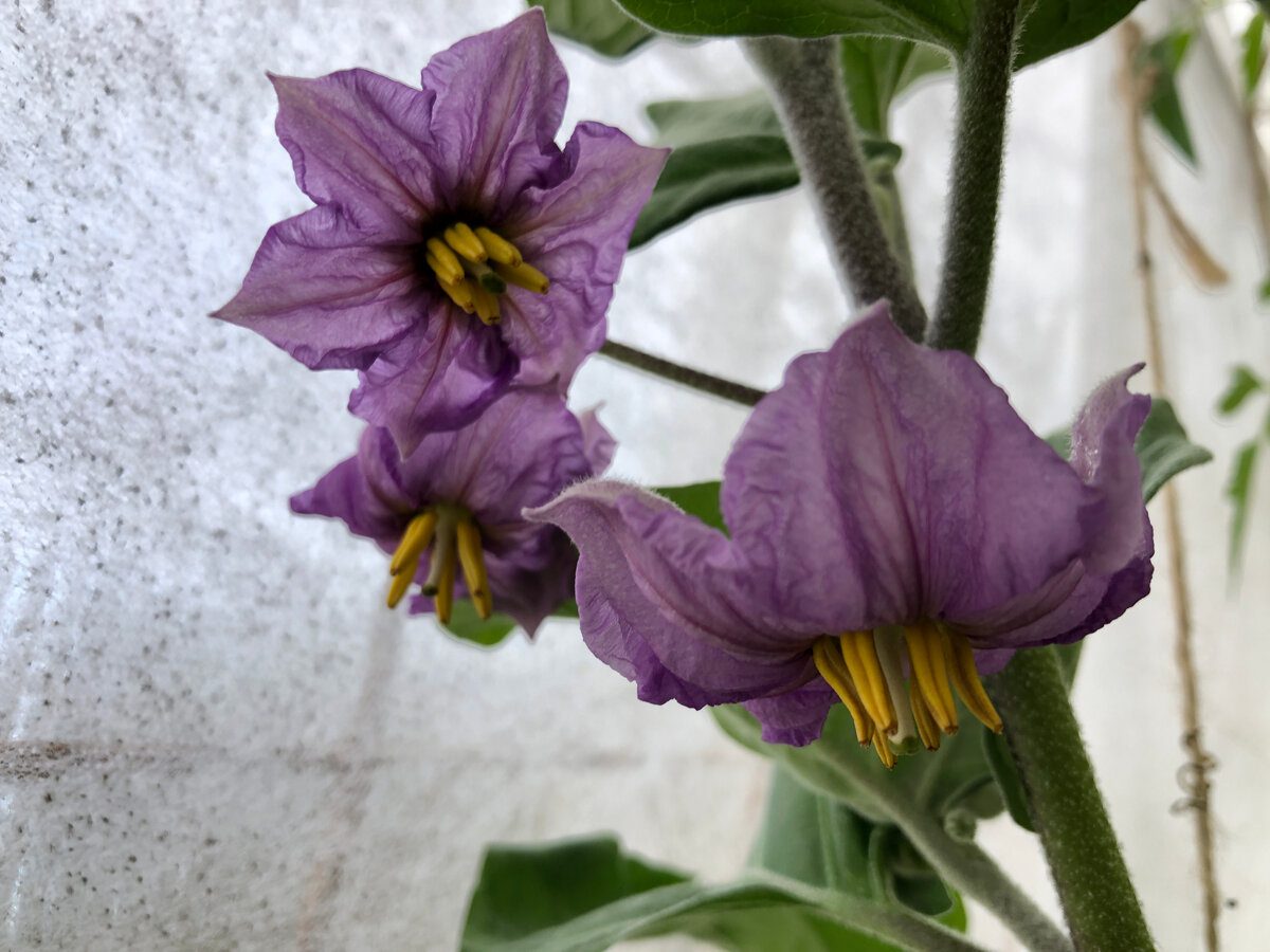 Експерти пояснили, чому в баклажанів в'яне листя влітку та що з цим можна зробити