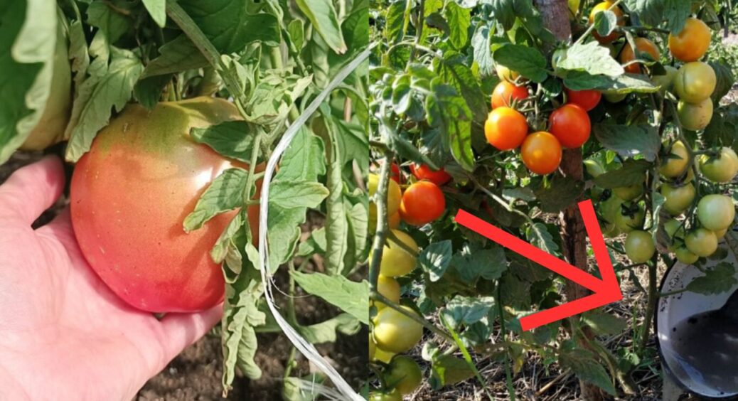 Обприскую томати “суворо” о 6 ранку: беру “копійчане” добриво – і зав’язі більш не обсипаються, диво! 