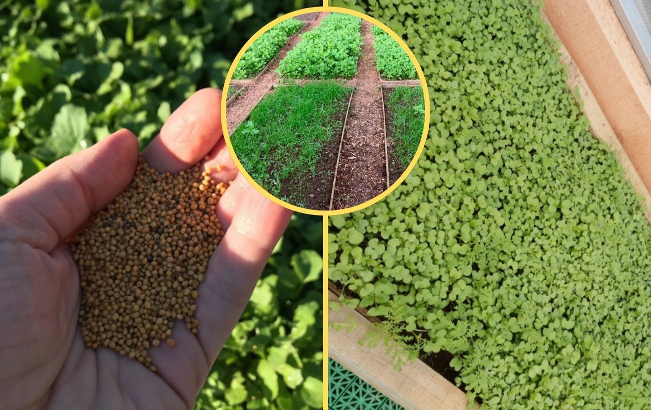 Садівники розповіли, що посадити на грядках, де росла полуниця