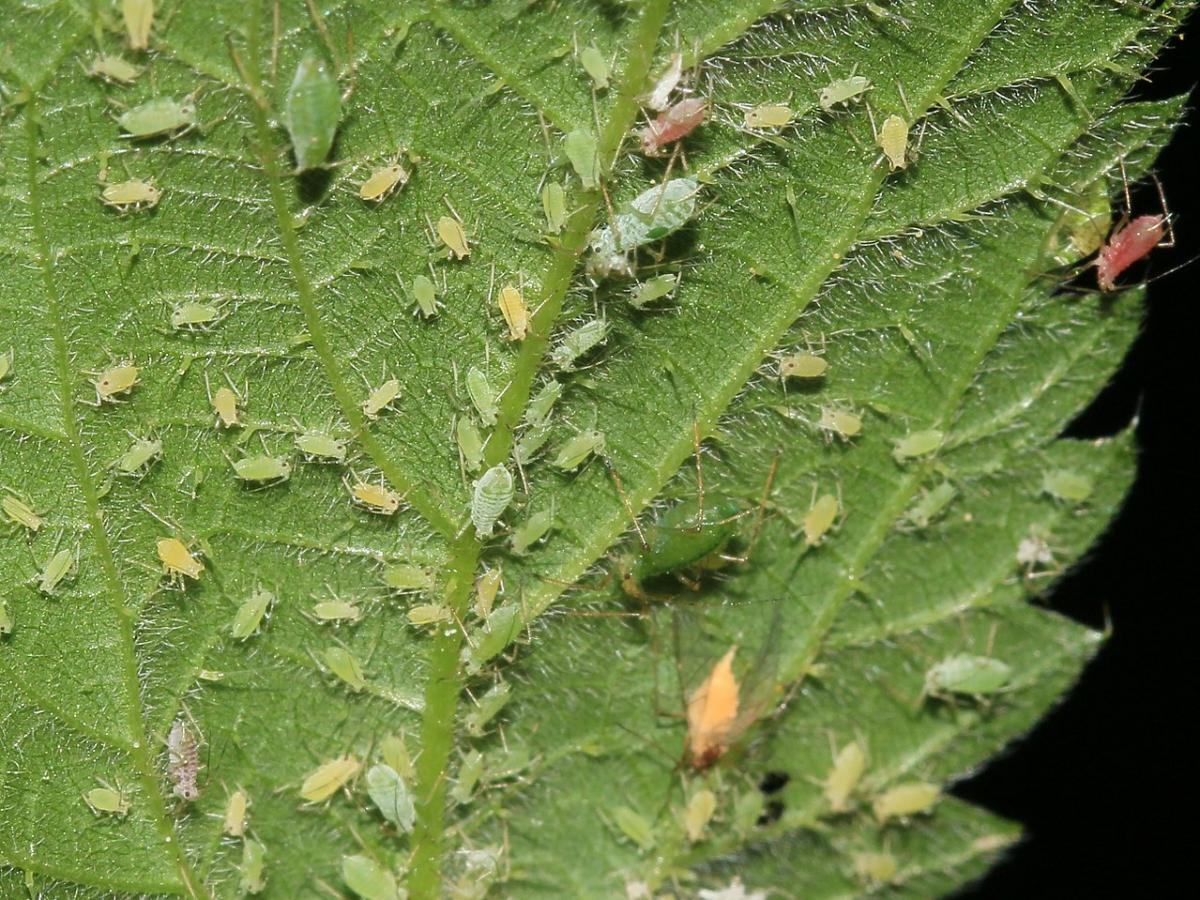 Експерти розповіли, як позбутись від попелиці на ділянці правильним натуральним розчином