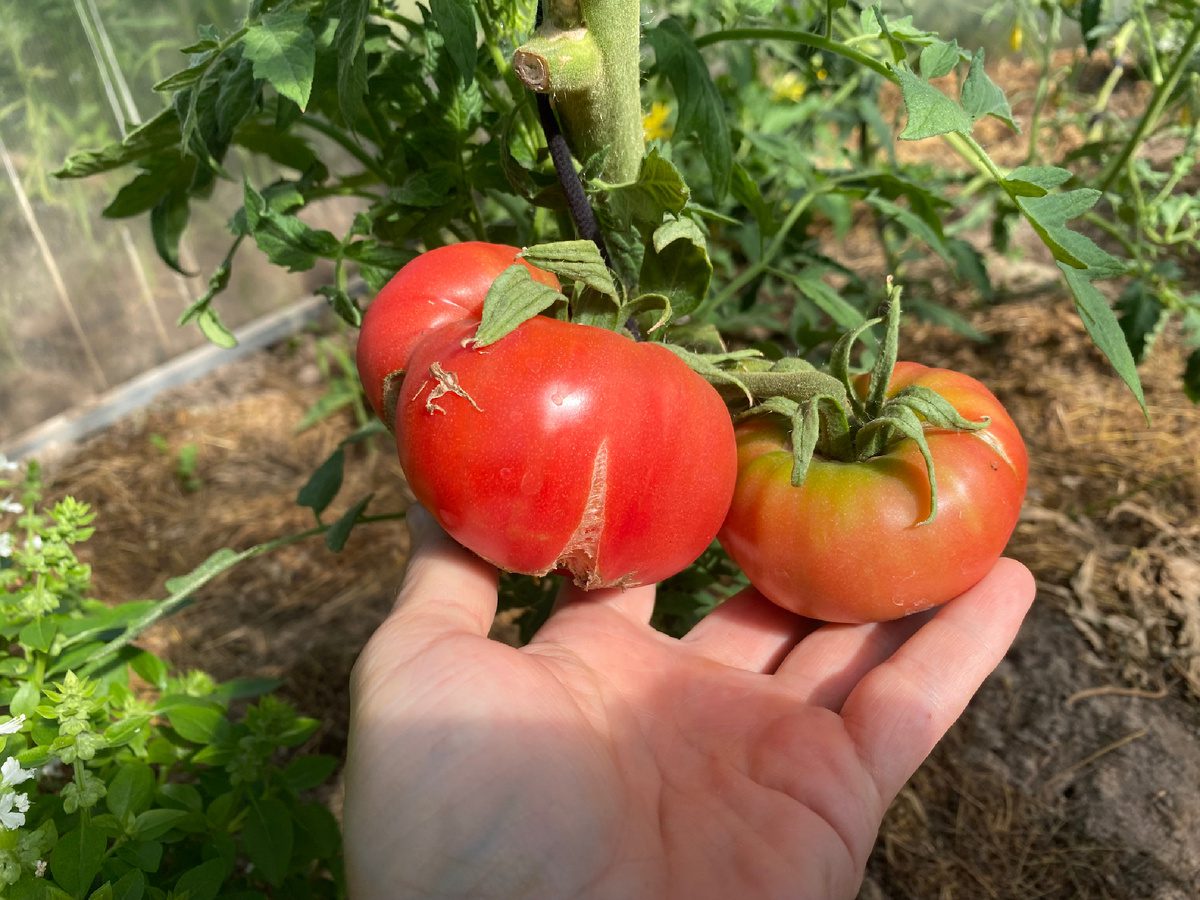 Городники розповіли, як правильно удобрювати помідори для кращого дозрівання влітку