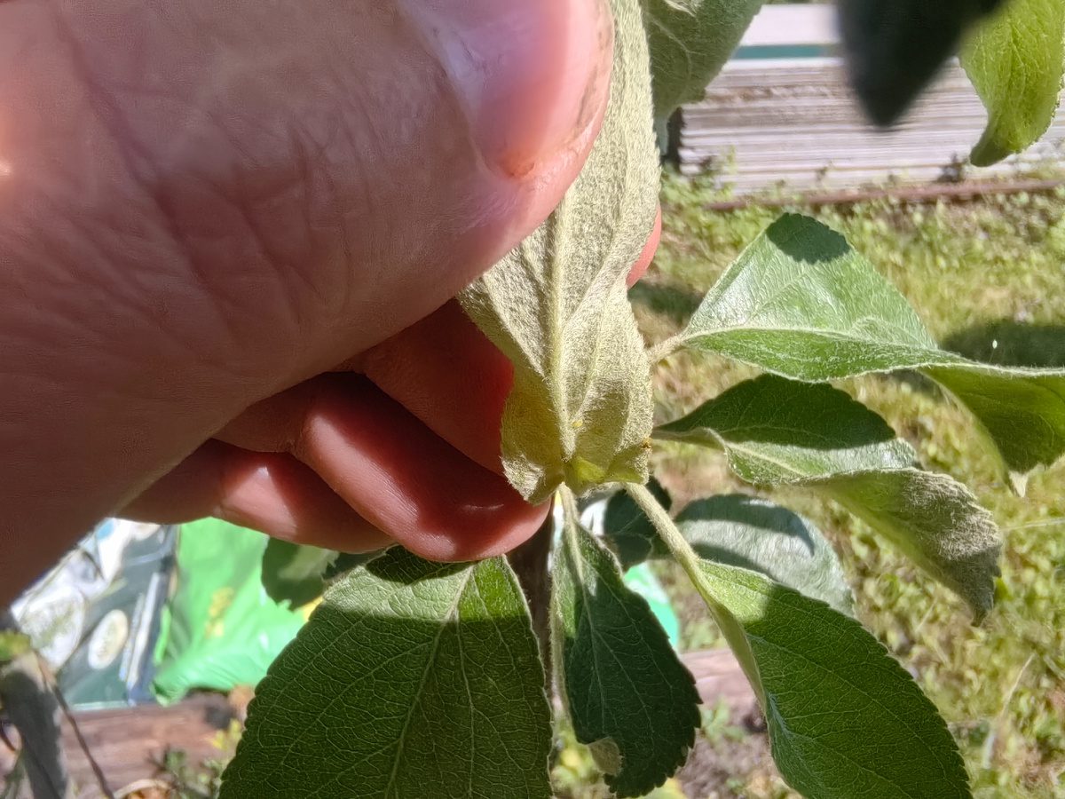 Експерти розповіли, як позбутись від попелиці на ділянці правильним натуральним розчином