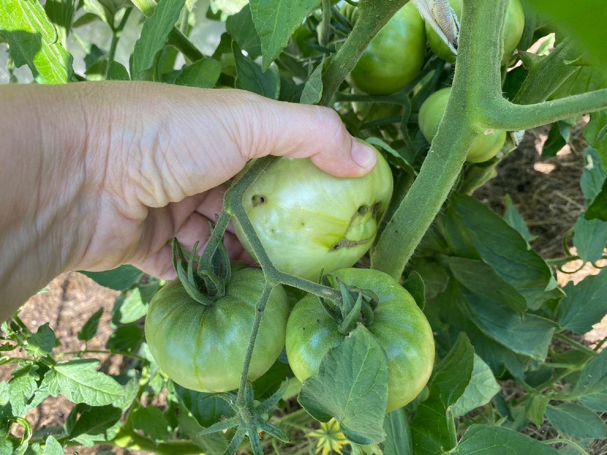 Городники розповіли, як правильно удобрювати помідори для кращого дозрівання влітку