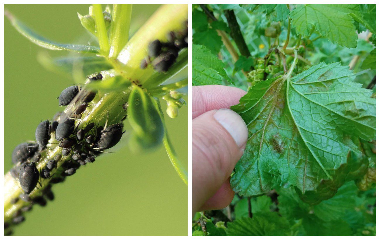 Як позбутись від попелиці на рослинах