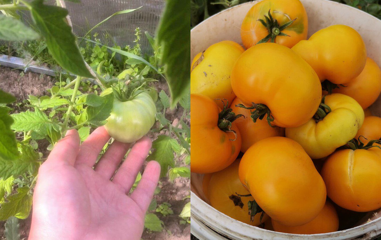 Як пришвидшити дозрівання помідорів у липні