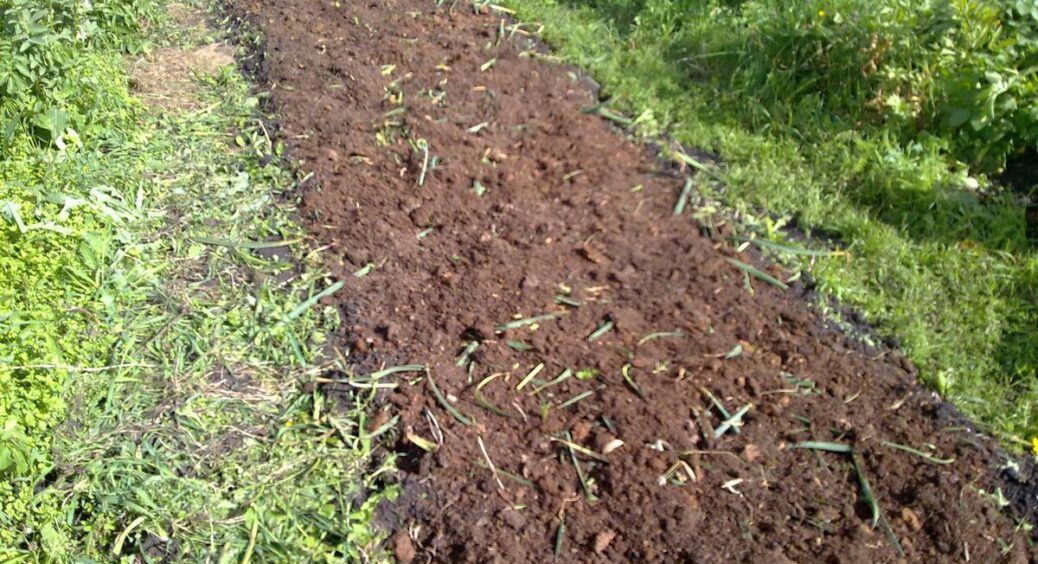 Сусід з дачі порадив “це”, щоб обробити ґрунт у серпні: 3 прості способи, щоб не з’явились шкідники восени 