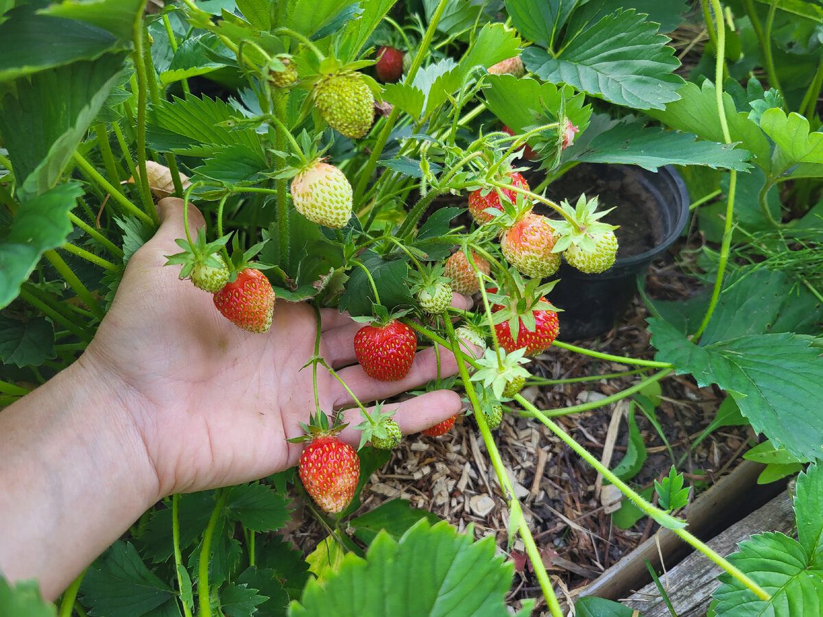 Експерти розповіли, як захистити полуницю на ділянці від проявів сірої гнилі – проста підживка