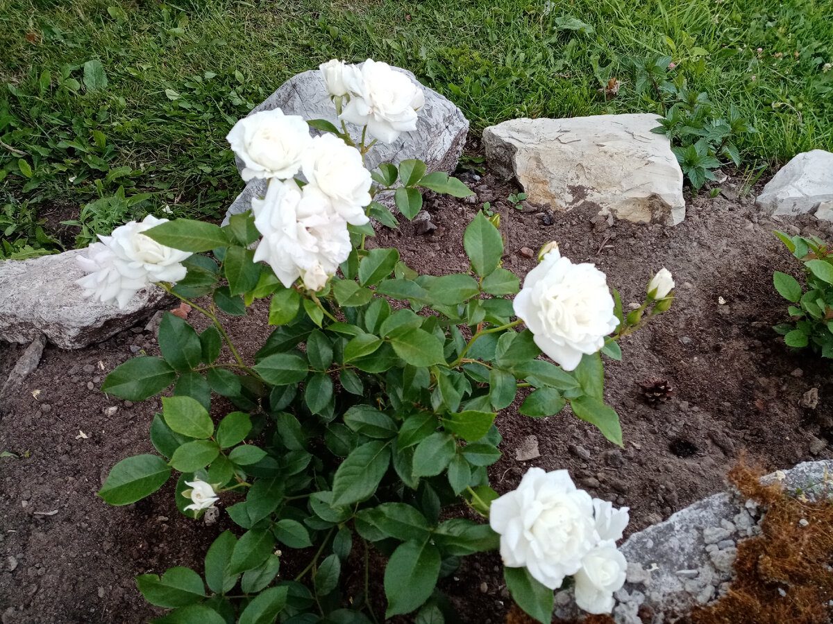 Експерти розповіли, як правильно готувати добриво для троянди з цибулевого лушпиння