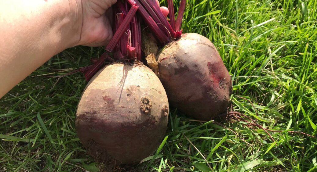 Підслухала в селі на базарі, коли копати буряк: як тільки бачу це на листі – бігом! Пролежить 7-8 місяців 