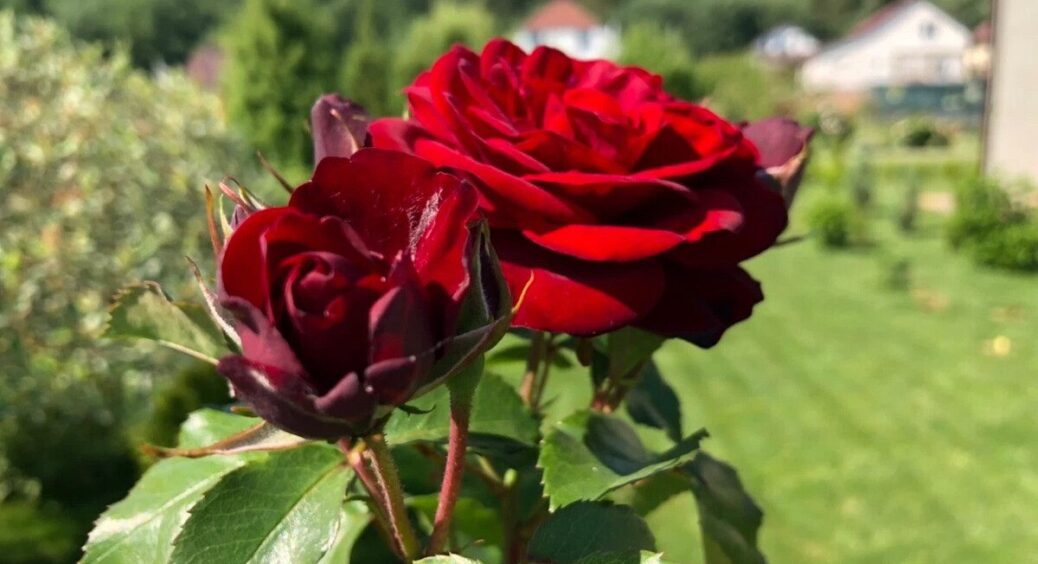 Осіння підкормка троянд – секрет пишних “квіткових капелюхів”: 1 чайна ложка і весною сад, як картинка 