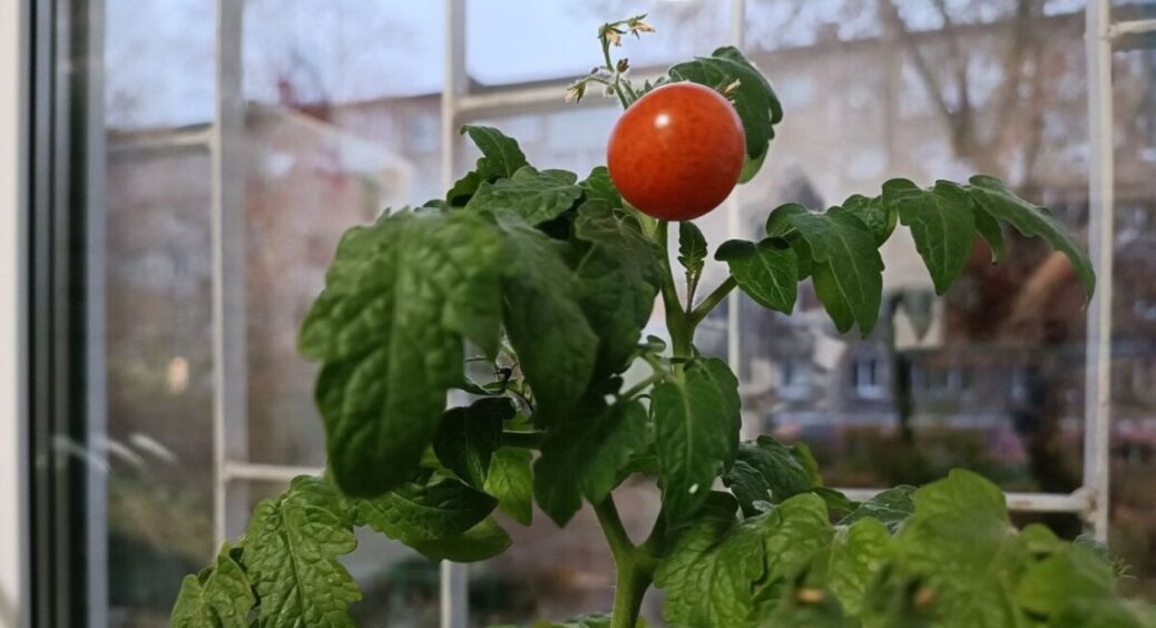 Листя помідорів скручувалось, але я зупинила процес бабусиним методом за 4 дні: 0 витрат, 100% ефекту 