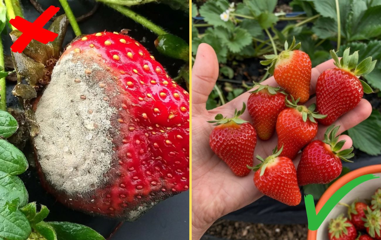 Як захистити полуницю від гнилизни