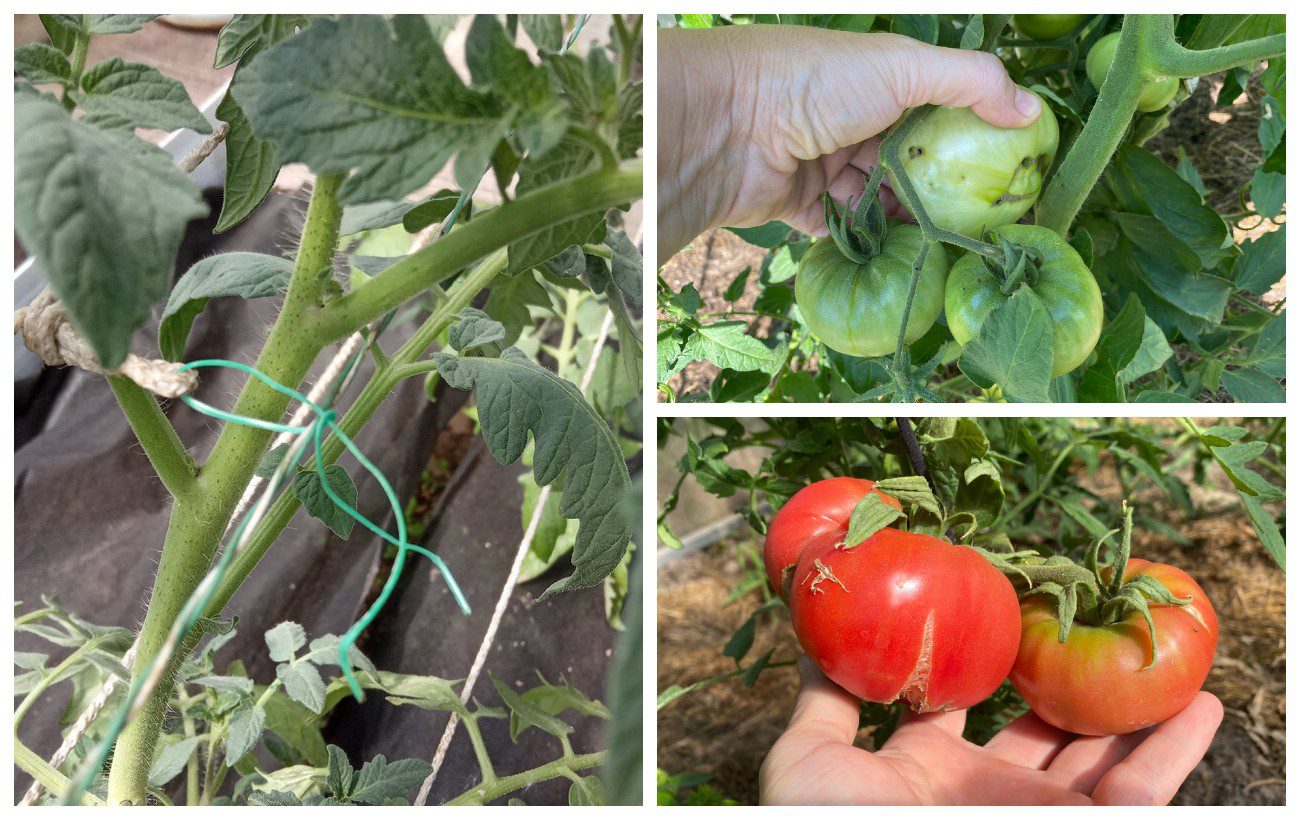 Як правильно підв'язувати томатні кущі