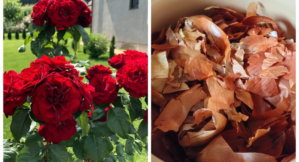 Більше не викидаю цибулеве лушпиння – і троянди цвітуть до перших морозів: потрібна всього лише 1 жменя 