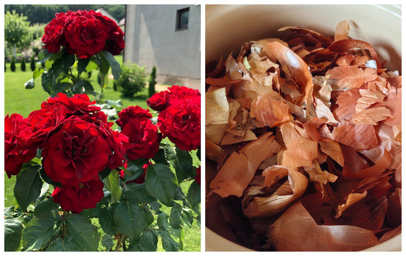 Чим підживити троянди для цвітіння