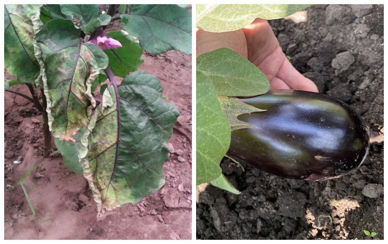 Чому у баклажана в'яне листя