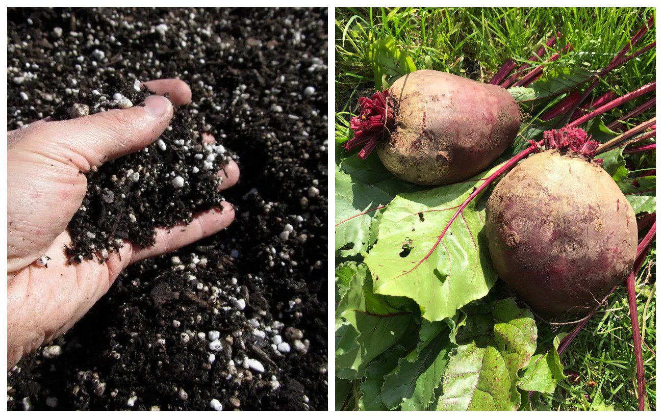 Як покращити смак буряка простим добривом