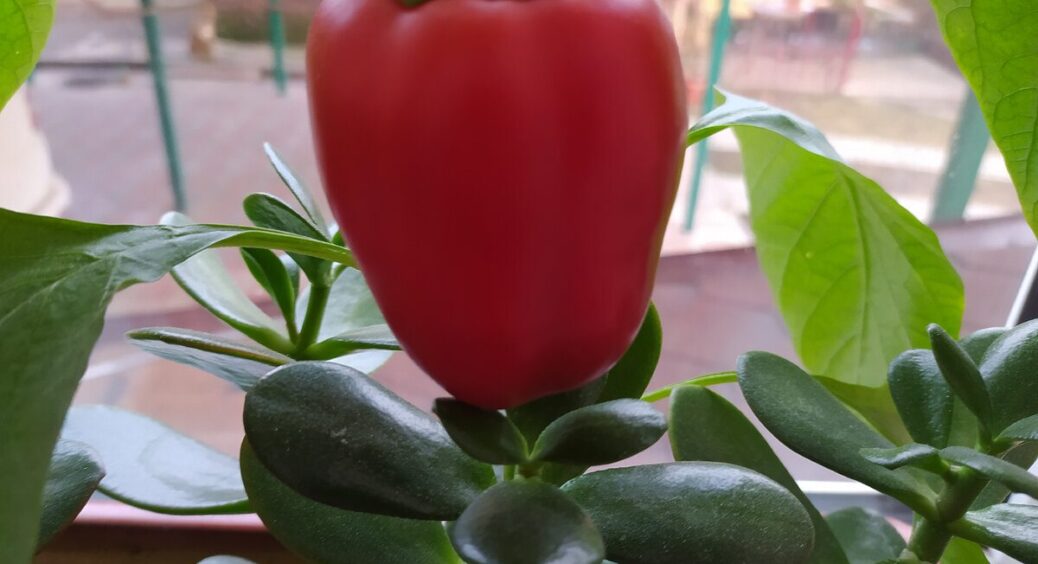 Перці садять густіше на півдні, рідше на півночі: ось чому мої сусіди роблять все навпаки і плачуть 