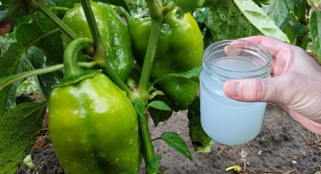 Суперфосфат викинула у смітник – ось що реально допомогло мені зміцнити перець: 1 розчин і плоди “велетні” 
