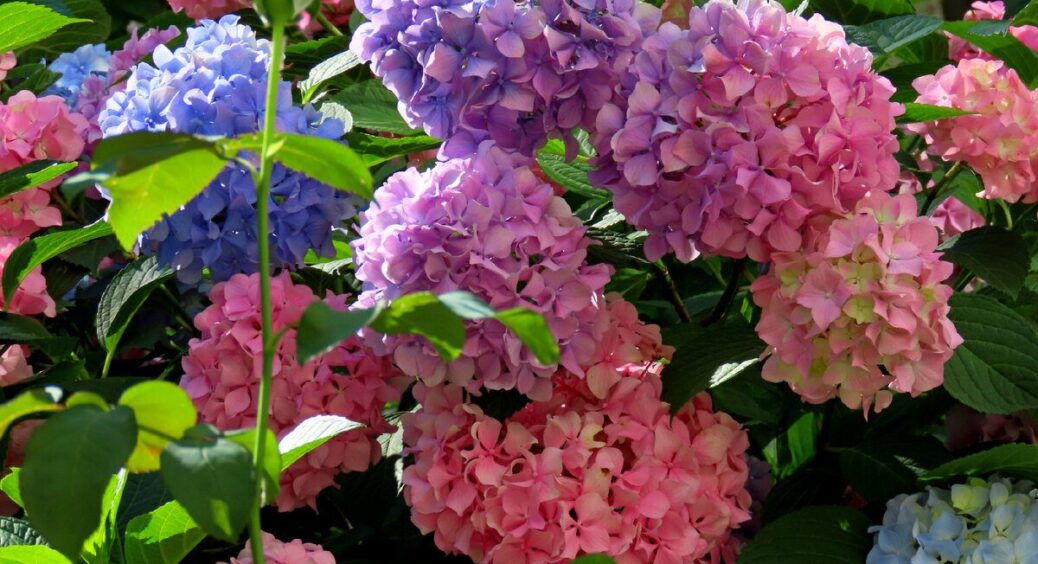 Бабуся навчила укривати гортензію на зиму: 3 прості поради для пишного цвітіння “королеви” саду 