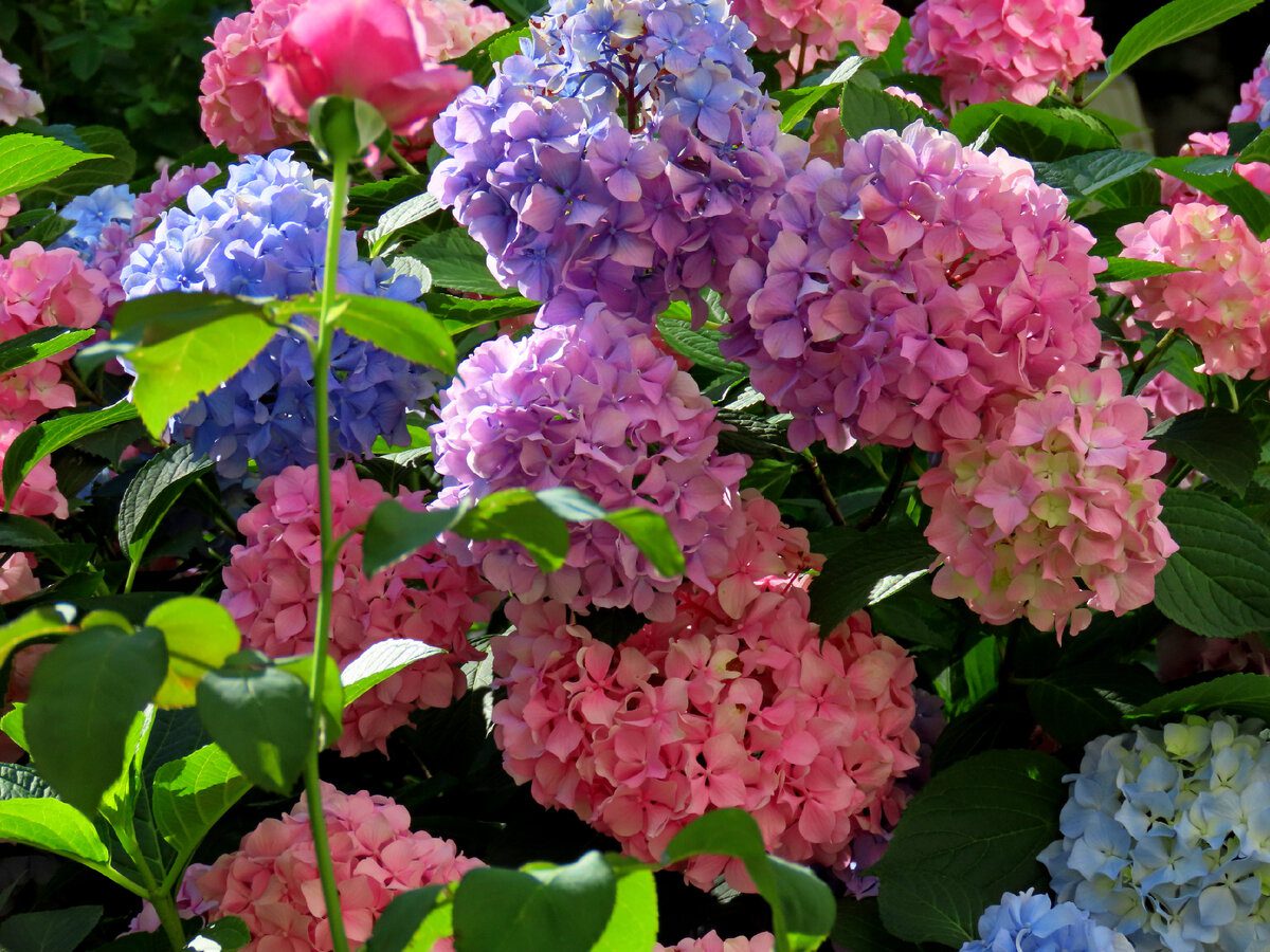 Садівники розповіли, як правильно укрити гортензії на зиму