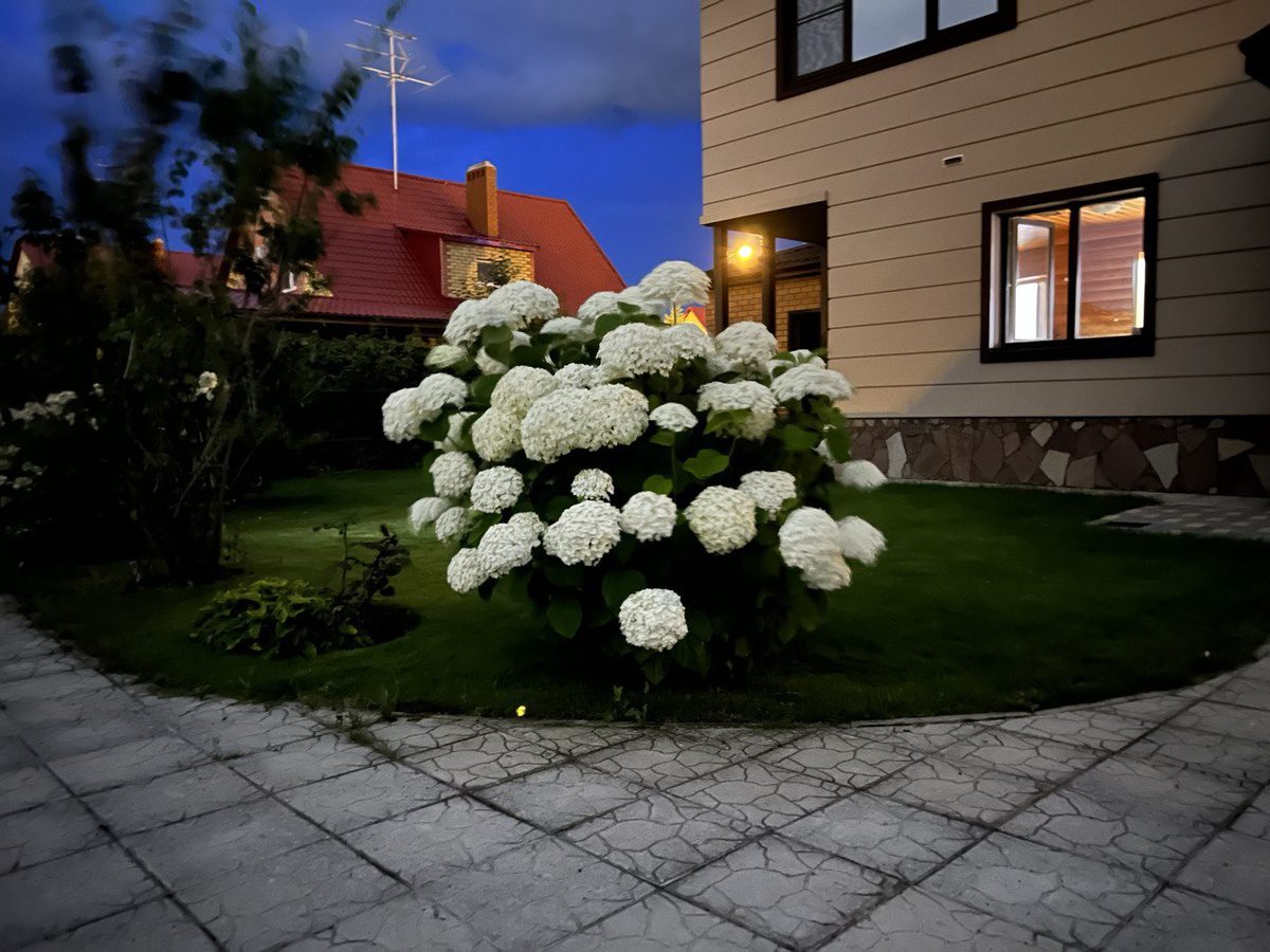Садівники розповіли, яке підживлення допоможе покращити і продовжити цвітіння гортензії