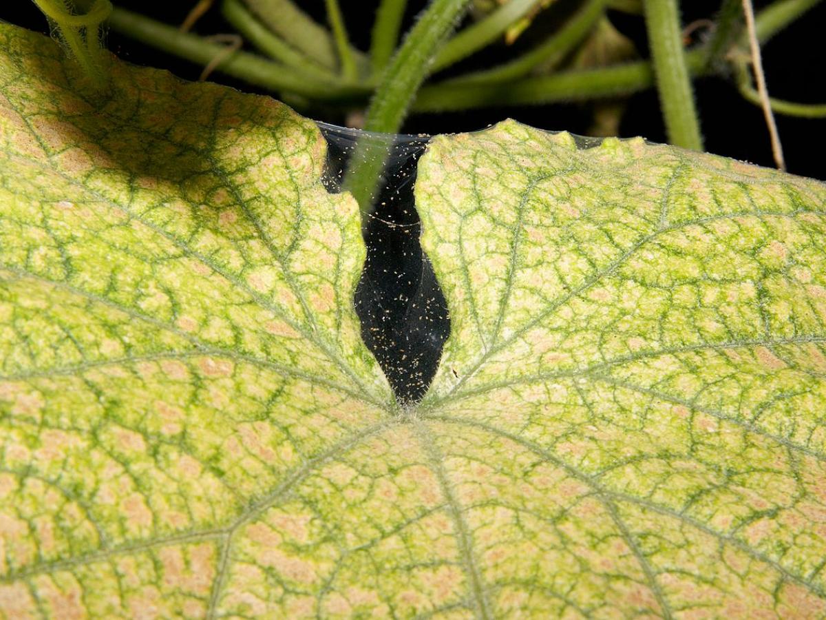 Городники розповіли, який бур'ян з грядки допоможе позбутись від павутинного кліща на огірках