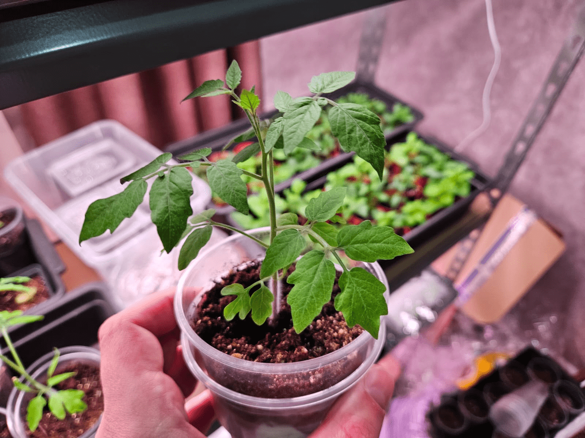 Експерти пояснили, як правильно поливати помідори влітку, аби шкірка у них не тріскалась