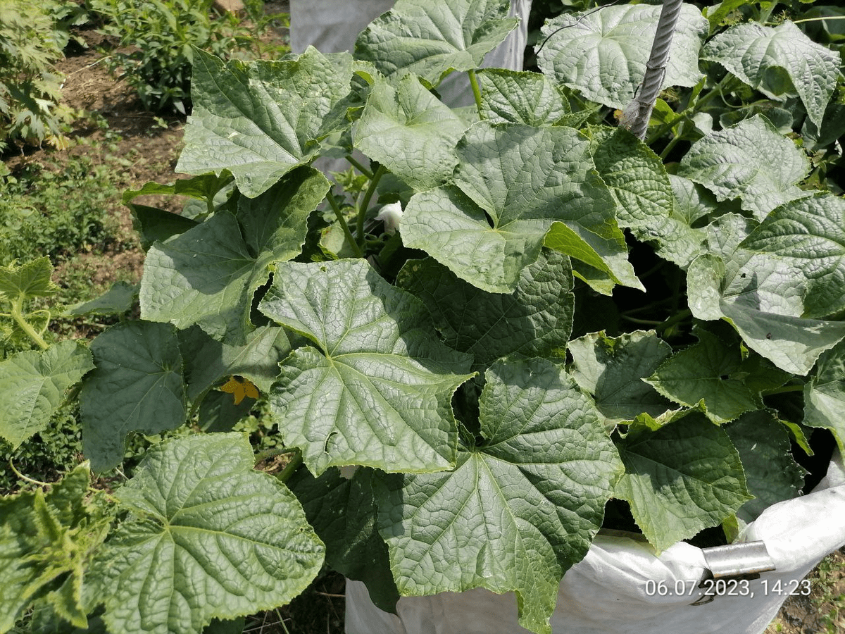 Городники назвали найкраще добриво для підтримання здоров'я та імунітету огірків влітку