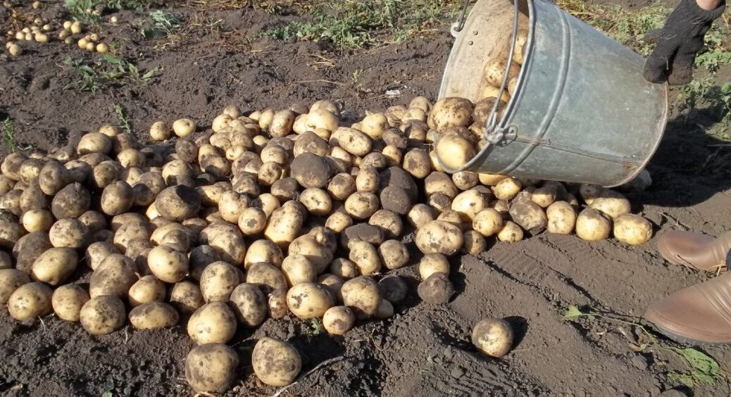 Вже через 50 днів можна копати: агрономи радять цей ранній сорт картоплі 