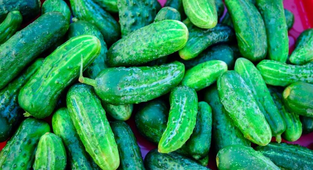 Баба Леся з дачі “шепнула” мені, що не можна садити поруч із огірками: 1 поширена помилка городників 