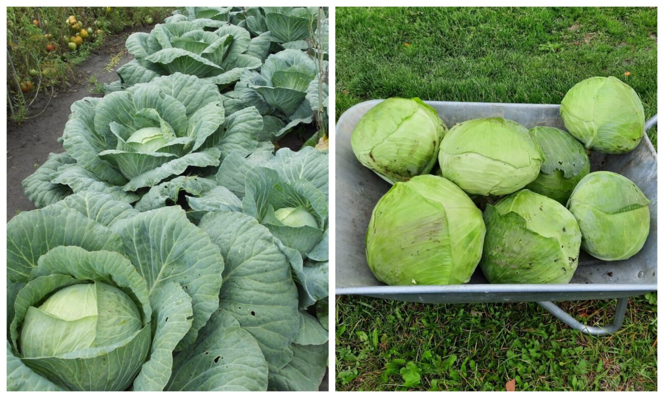 Добриво для зав'язування капусти