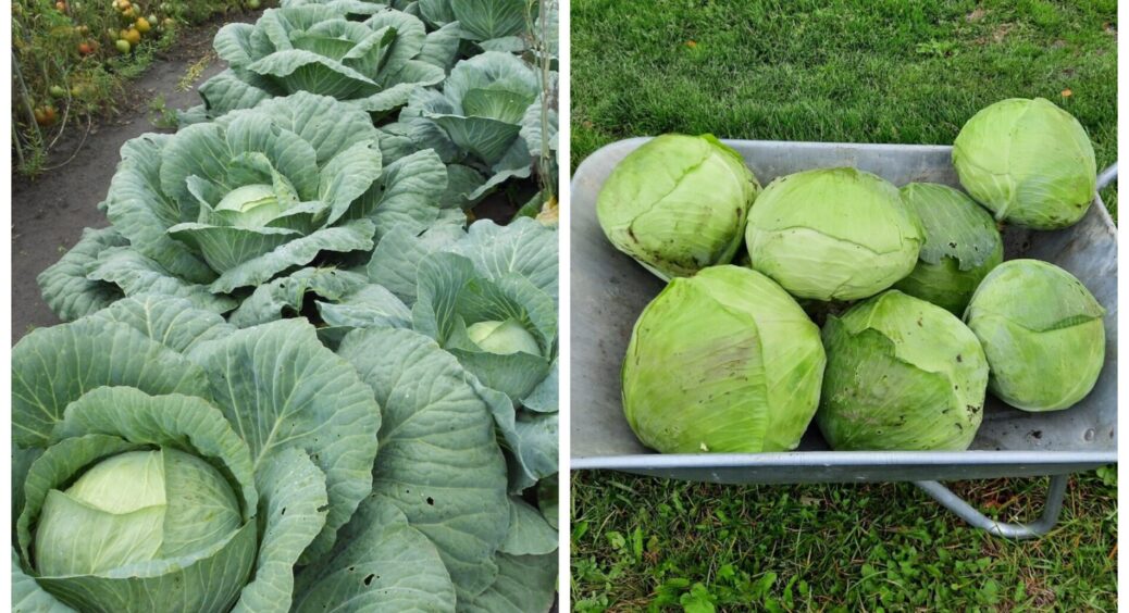 Капуста почала формуватись – одразу даю 40 крапель “цього” під кожен качан: росте соковита і не тріскається 