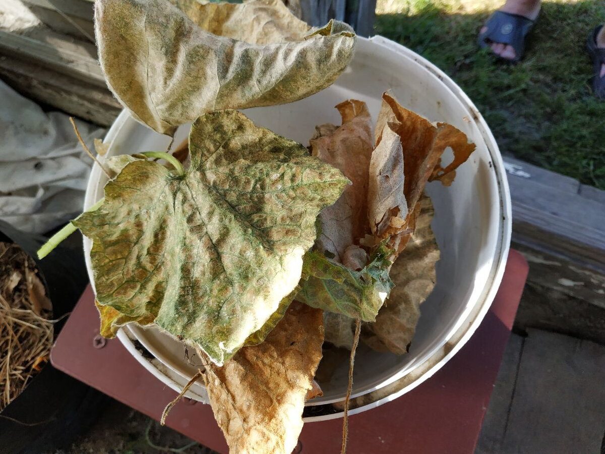 Городники розповіли, який бур'ян з грядки допоможе позбутись від павутинного кліща на огірках