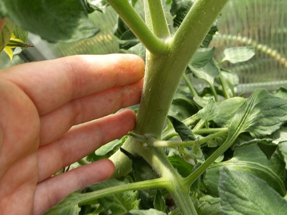 Експерти пояснили, як виправити жирування томатів простим способом – правильна обрізка