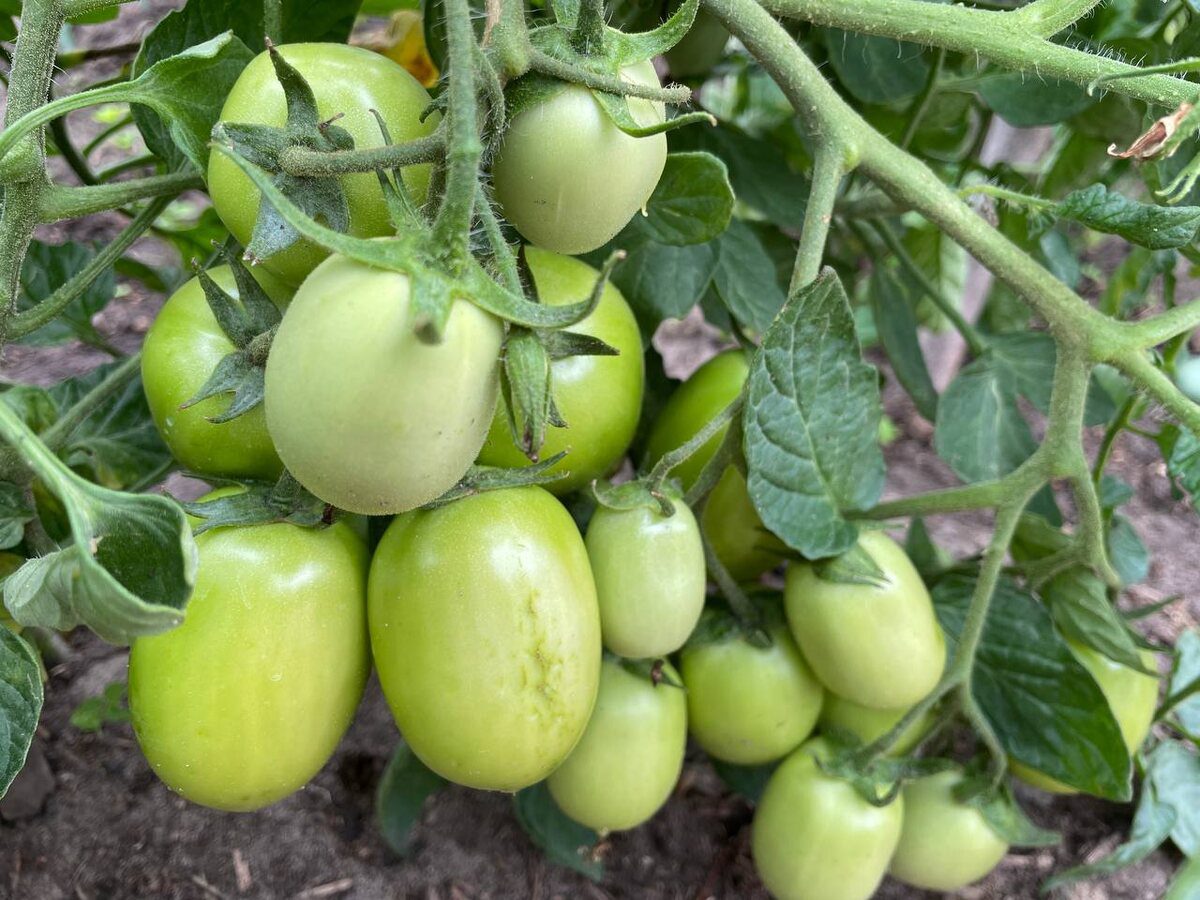 Городники розповіли, яке добриво використовувати для помідорів для кращої врожайності