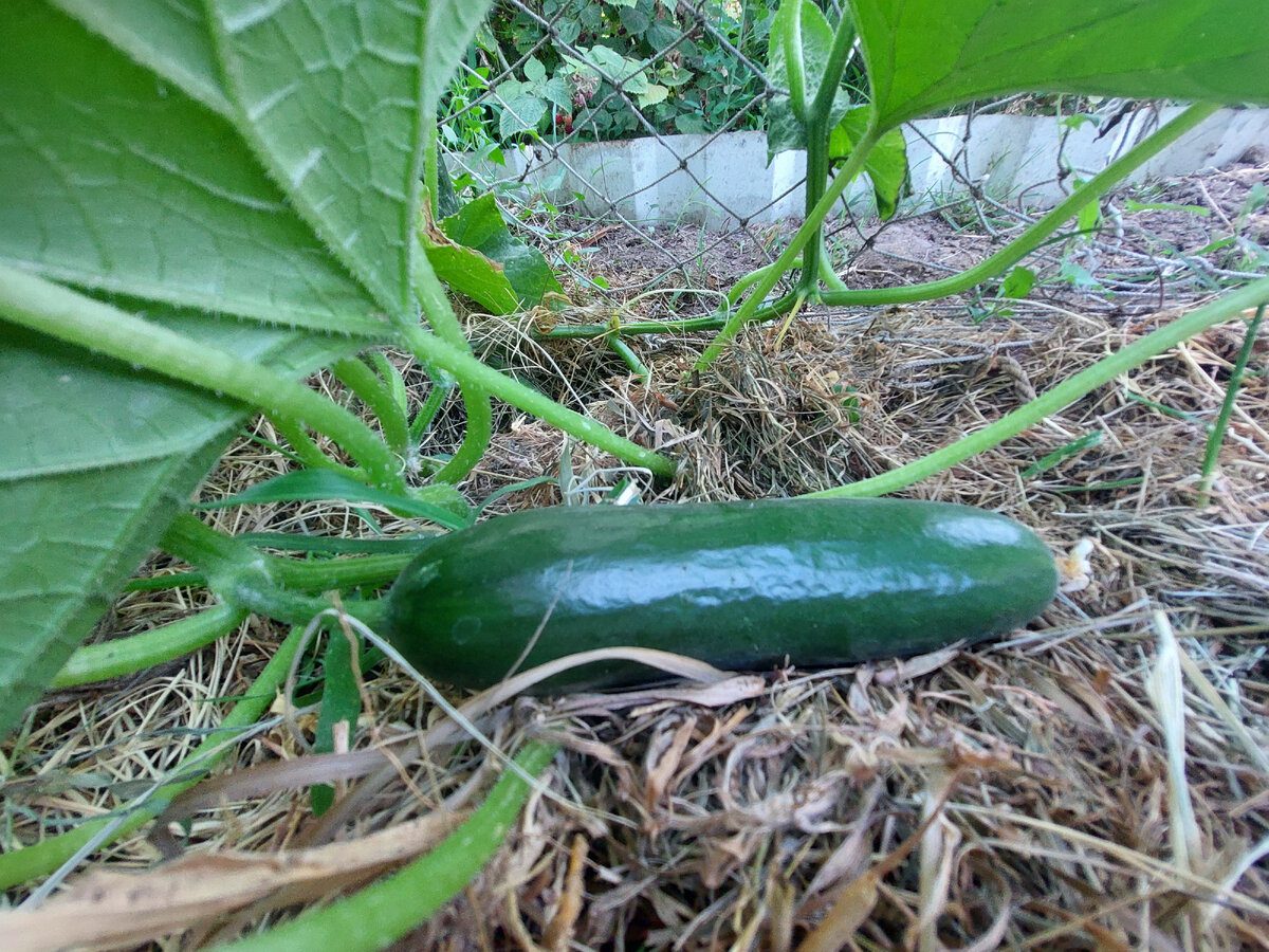 Городники назвали найкраще добриво для підтримання здоров'я та імунітету огірків влітку