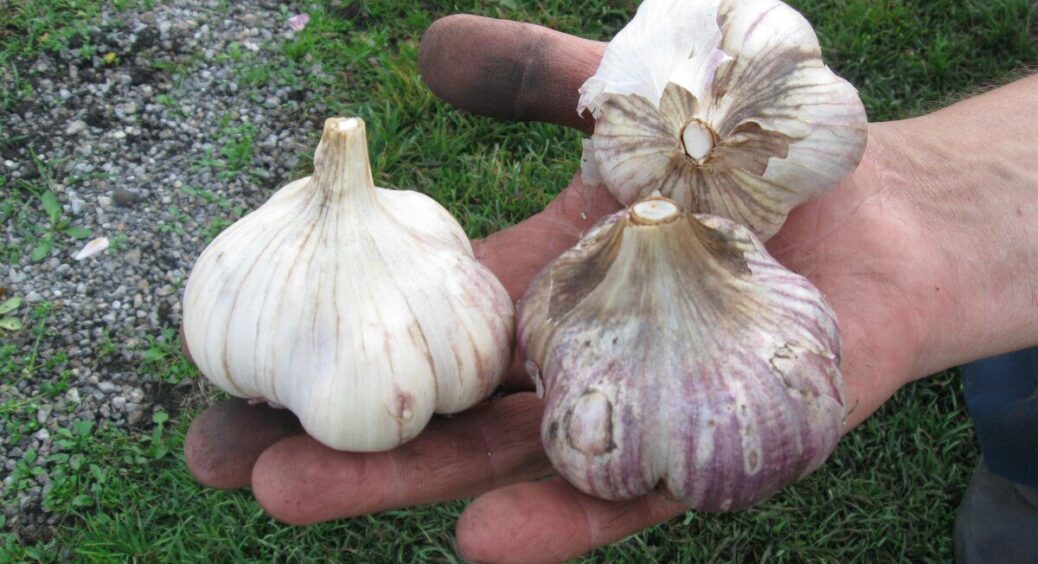 Після збору часнику киньте у грядку це – ґрунт відновиться швидко, а бур’янів не буде до наступного літа 