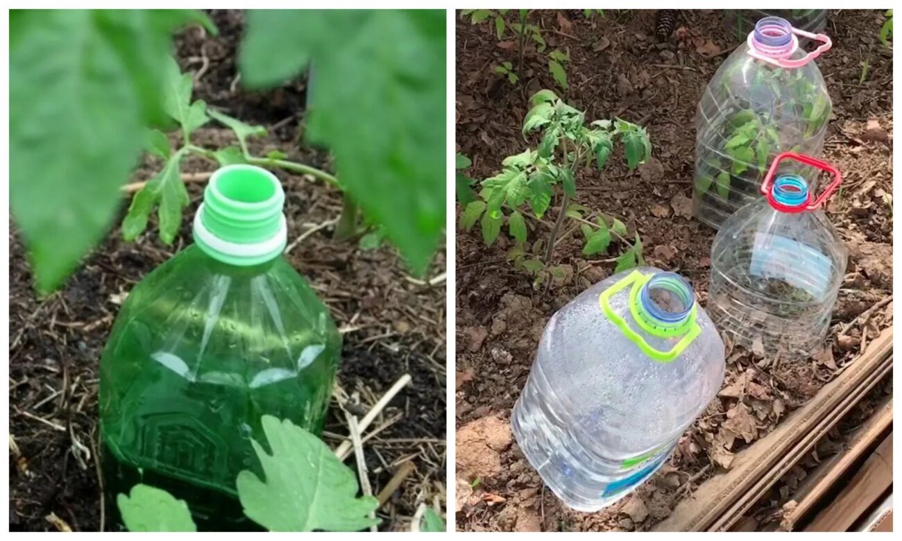 Городники розповіли, як використати пластикові пляшки на городі