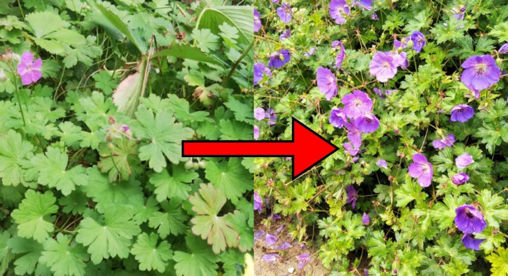 Герань “дуріє” від цього добрива: кума-агроном з 19-річним стажем рекомендує вносити його кожні 2 тижні 