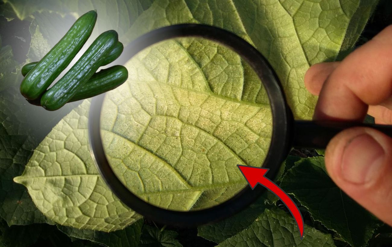 Як позбутись від павутинного кліща на огірках